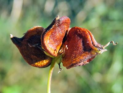 Clématite viticelle (Clematis viticella)