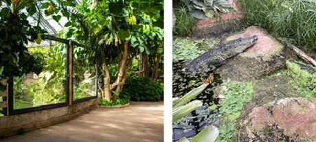 CA BOUGE A LA FERME AUX CROCODILES : LE RÉVEIL DE LA RÉSERVE TROPICALE