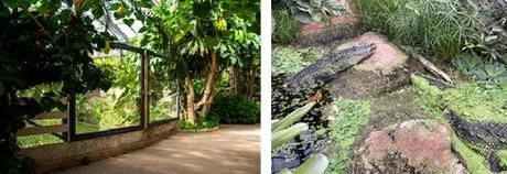 CA BOUGE A LA FERME AUX CROCODILES : LE RÉVEIL DE LA RÉSERVE TROPICALE