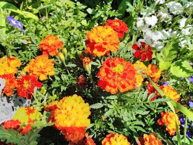 Gigaset GS185 : le smartphone « Made in Germany » testé