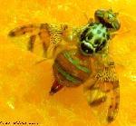 mouche à fruits