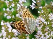 Jardins Laquenexy (Moselle)