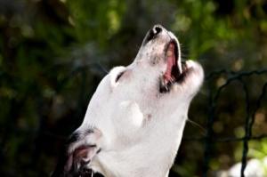 chien aboiement