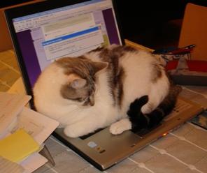 Meo, le chat écolo, utilise le portable d'Anne sans souris...