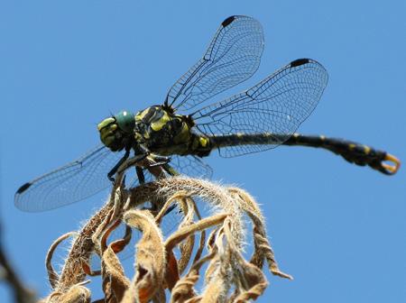 Test Canon PowerShot G9 macro insectes