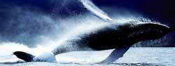 baleines bosse sauvées l'extinction mais Japon