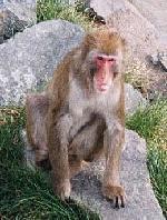 macaque03