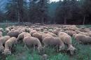 Manifestation de producteurs de moutons en haute vienne