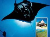 Plongez Nouvelle-Calédonie