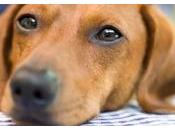 Chypre ouvre première plage réservée chiens