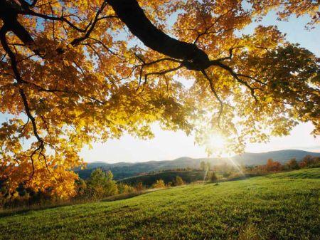 Vue sur prairie depuis le dessous d\'un arbre