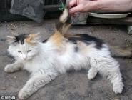 un autre chat ailé 1