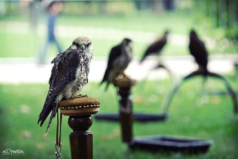 Des faucons à la cité universitaire
