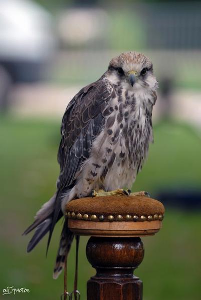 Des faucons à la cité universitaire