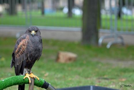 Des faucons à la cité universitaire