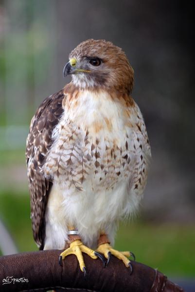 Des faucons à la cité universitaire