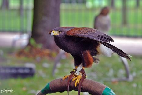 Des faucons à la cité universitaire