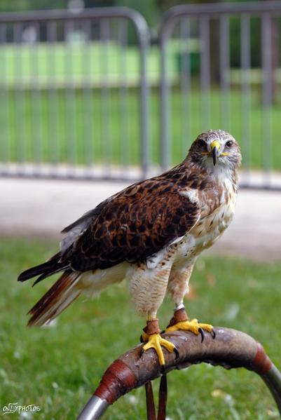 Des faucons à la cité universitaire