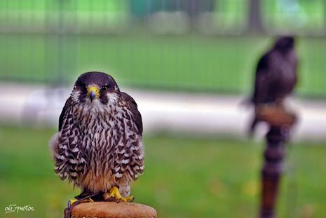 Des faucons à la cité universitaire