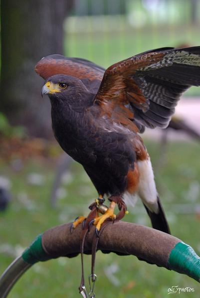 Des faucons à la cité universitaire