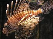 poisson véneneux dans eaux dominicaines...