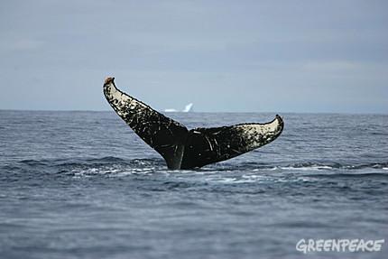 Norvège: pas de vague à l’âme au pays des chasseurs de baleines