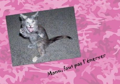 Je suis une toxico Chat énervé.jpg