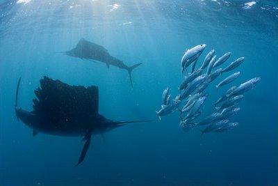 Sailfish hunting Sardines - Espadons voiliers à la chasse aux Sardines