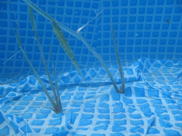 Roseau est à virer ..!