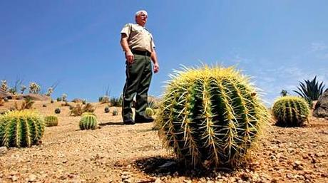 Les cactus ont des puces