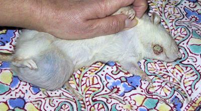 Rat abcès dentaire et tumeur