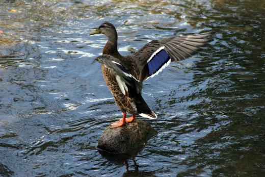 7_aout_2008_canard3_3094