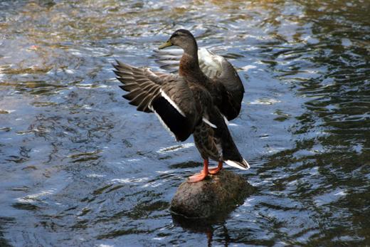 7_aout_2008_canard1_3093