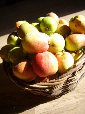 Des pommes , des pommes et encore des pommes , c'est l'automne qui arrive