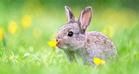 🐤Recettes pour Pâques🐤