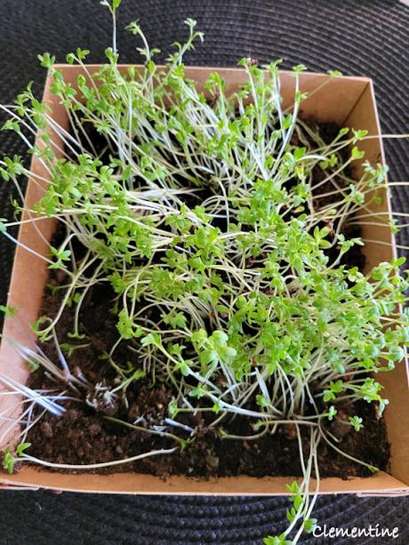 Risotto crémeux au parmesan et cresson alénois