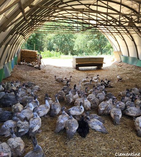 Le Mas Cané à Oms (Pyrénées Orientales) Le Mas Cané à Oms (Pyrénées Orientales)