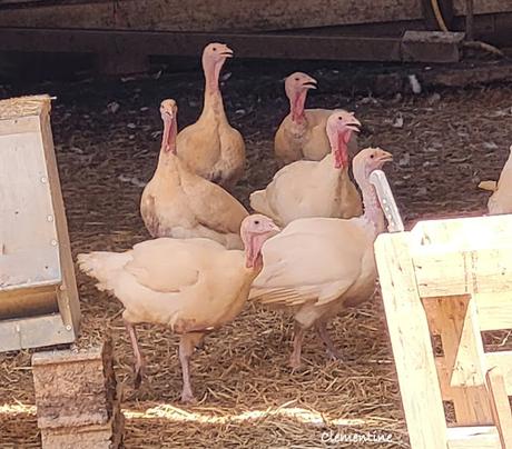 Le Mas Cané à Oms (Pyrénées Orientales) Le Mas Cané à Oms (Pyrénées Orientales)