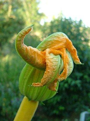 Courgettes en fleur farcies au fromage & aux noix