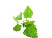 C'est dimanche l'odeur purin d'ortie...