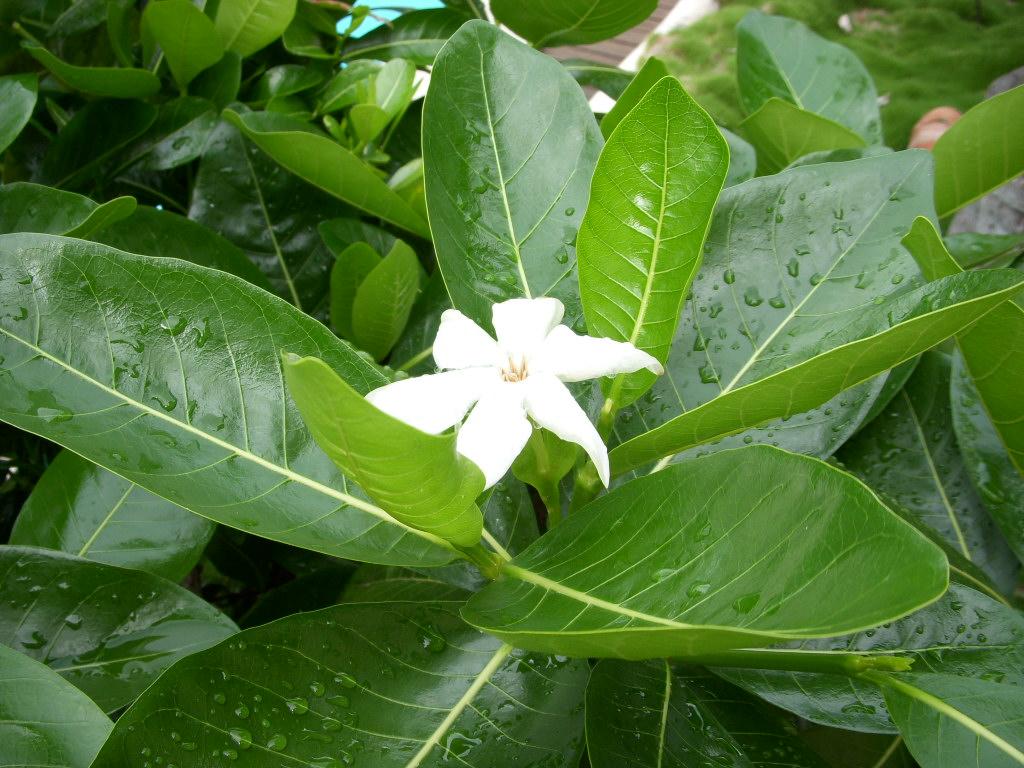 Fleur de Tahiti: le tiare.