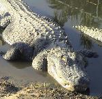 alligators