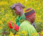 Kenya : les fleurs du mal