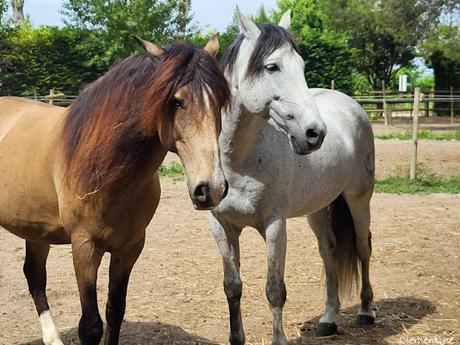 Séjour en Provence 5 - Domaine des Mylords à Tarascon Séjour en Provence 5 - Domaine des Mylords à Tarascon