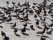 Confinement grippe aviaire: pigeons français sont colère.