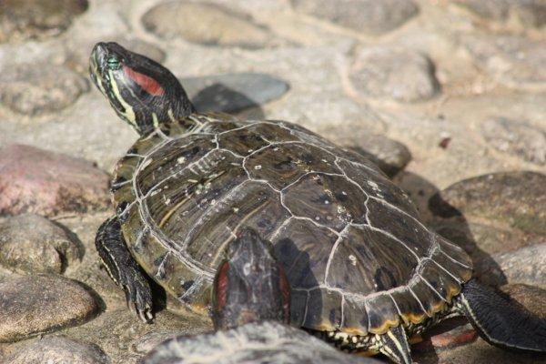 La galerie des horreurs La galerie des horreurs