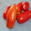 tomate cornue des andes