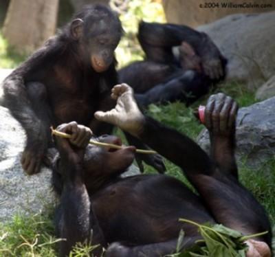 Pourquoi_tu_cours_bonobo_5