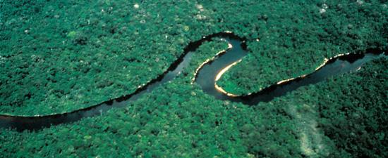 La Norvège offrira 1 milliard de dollars pour la forêt amazonienne d’ici 2015