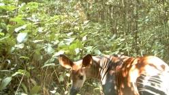 Okapi dans la réserve de Virunga
